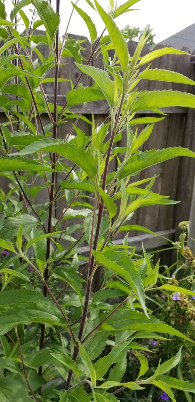 Lateflowering Thoroughwort photo 3