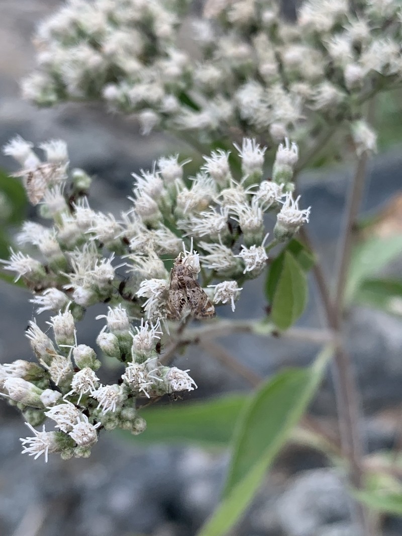Lateflowering Thoroughwort photo 4