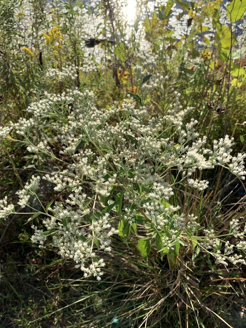 Lateflowering Thoroughwort photo 5