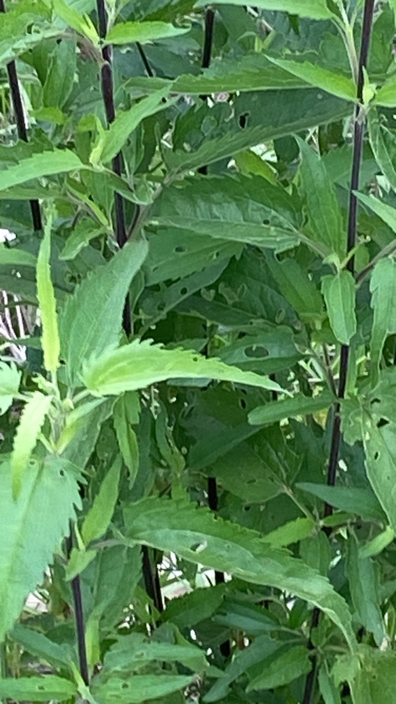 Lateflowering Thoroughwort photo 6