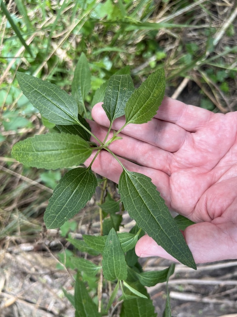 Lateflowering Thoroughwort photo 7