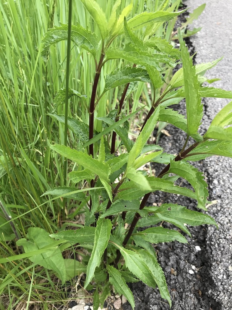 Lateflowering Thoroughwort photo 8