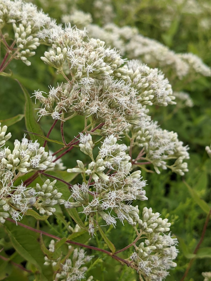 Upland Boneset