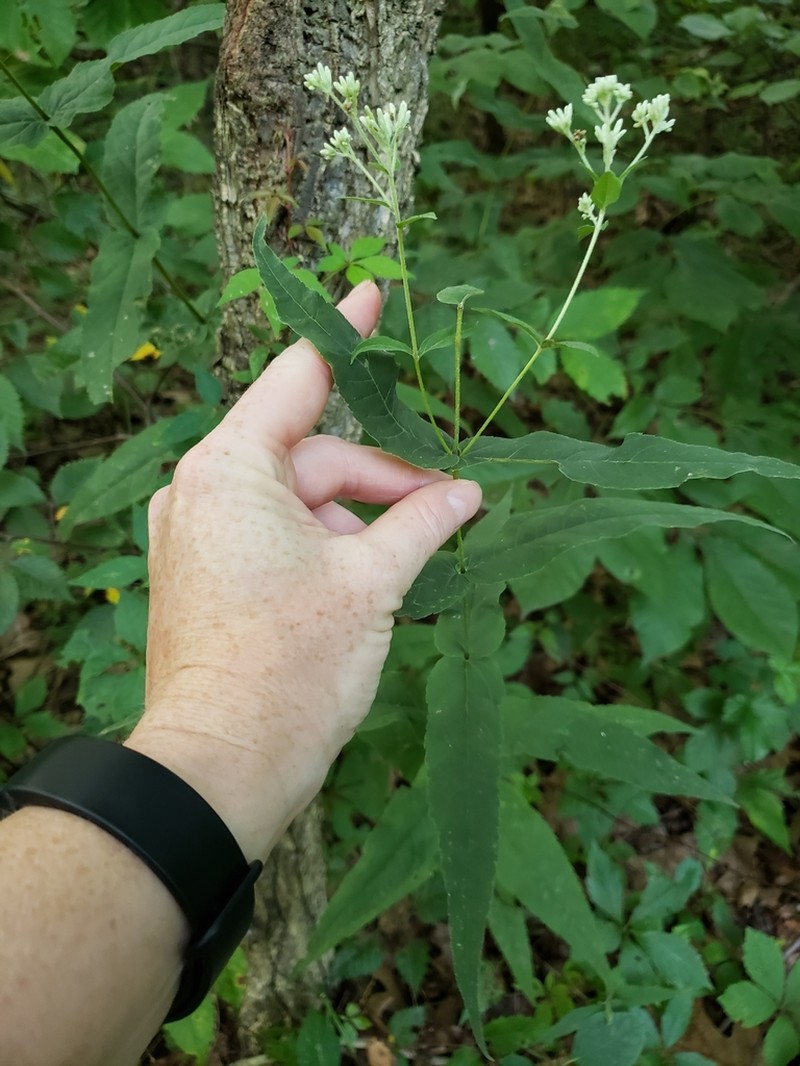 Upland Boneset