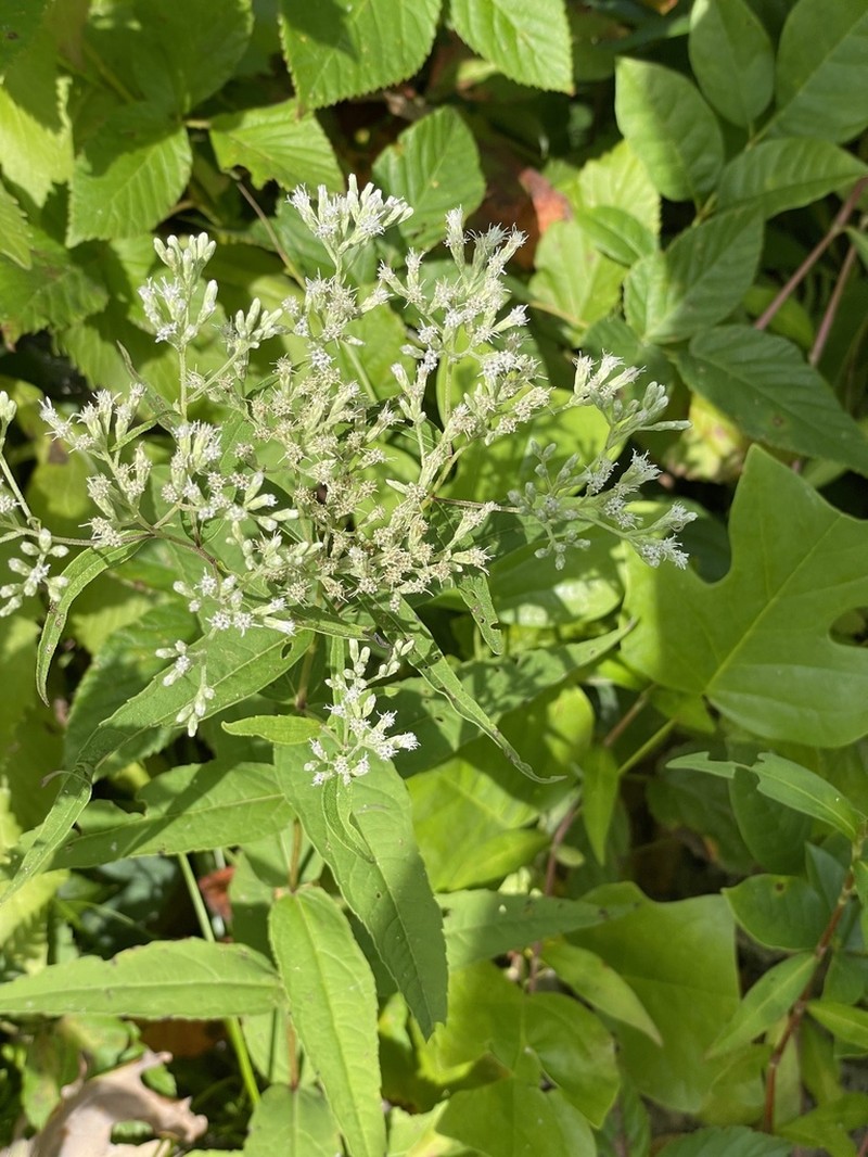 Upland Boneset photo 2
