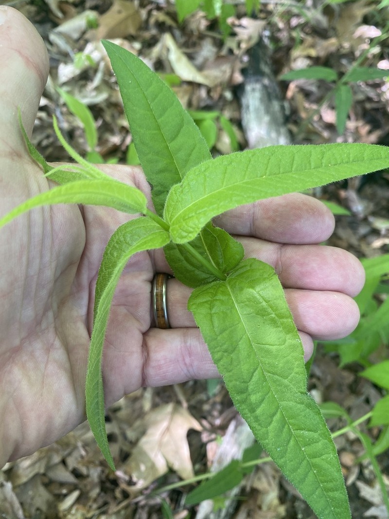 Upland Boneset photo 3