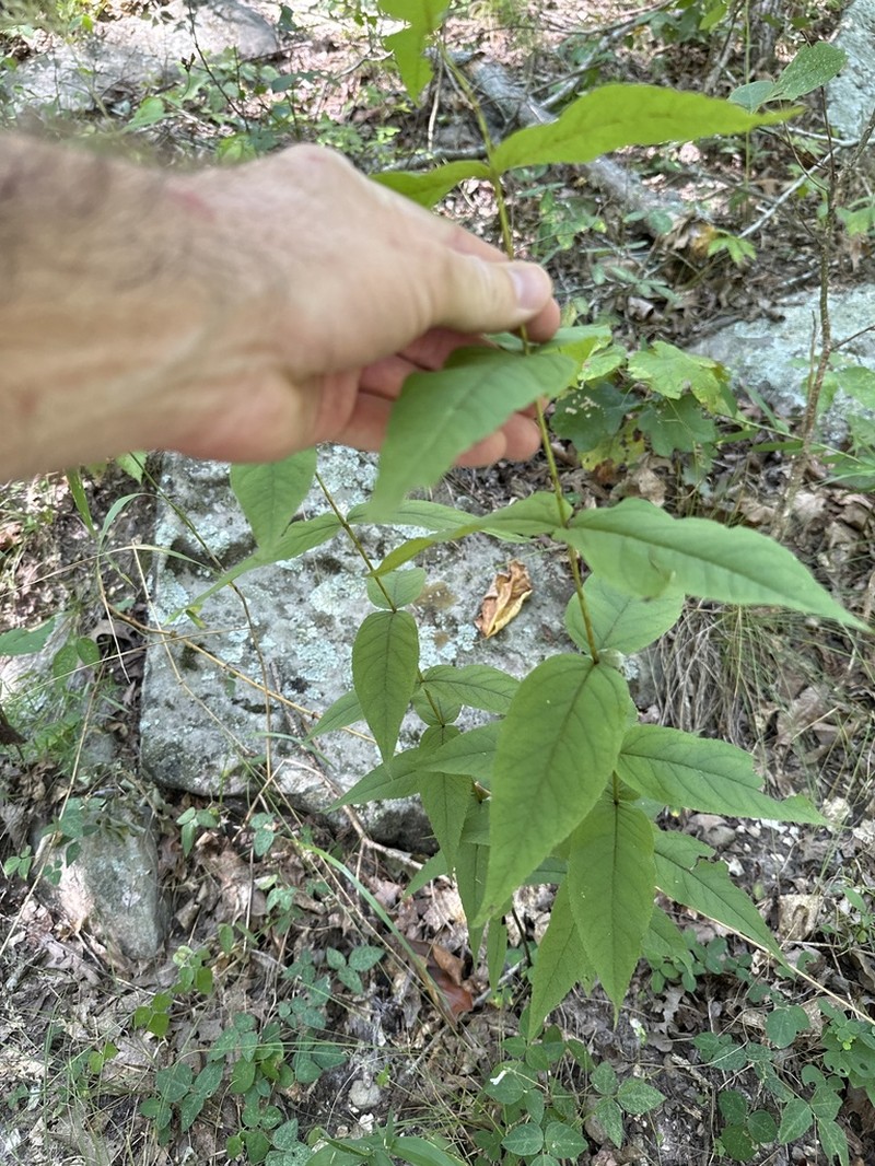 Upland Boneset photo 4