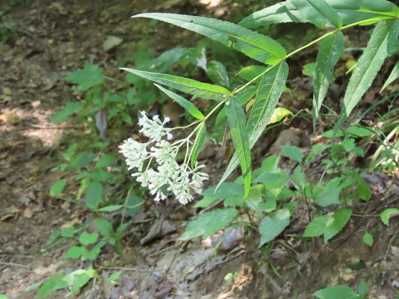 Upland Boneset photo 5