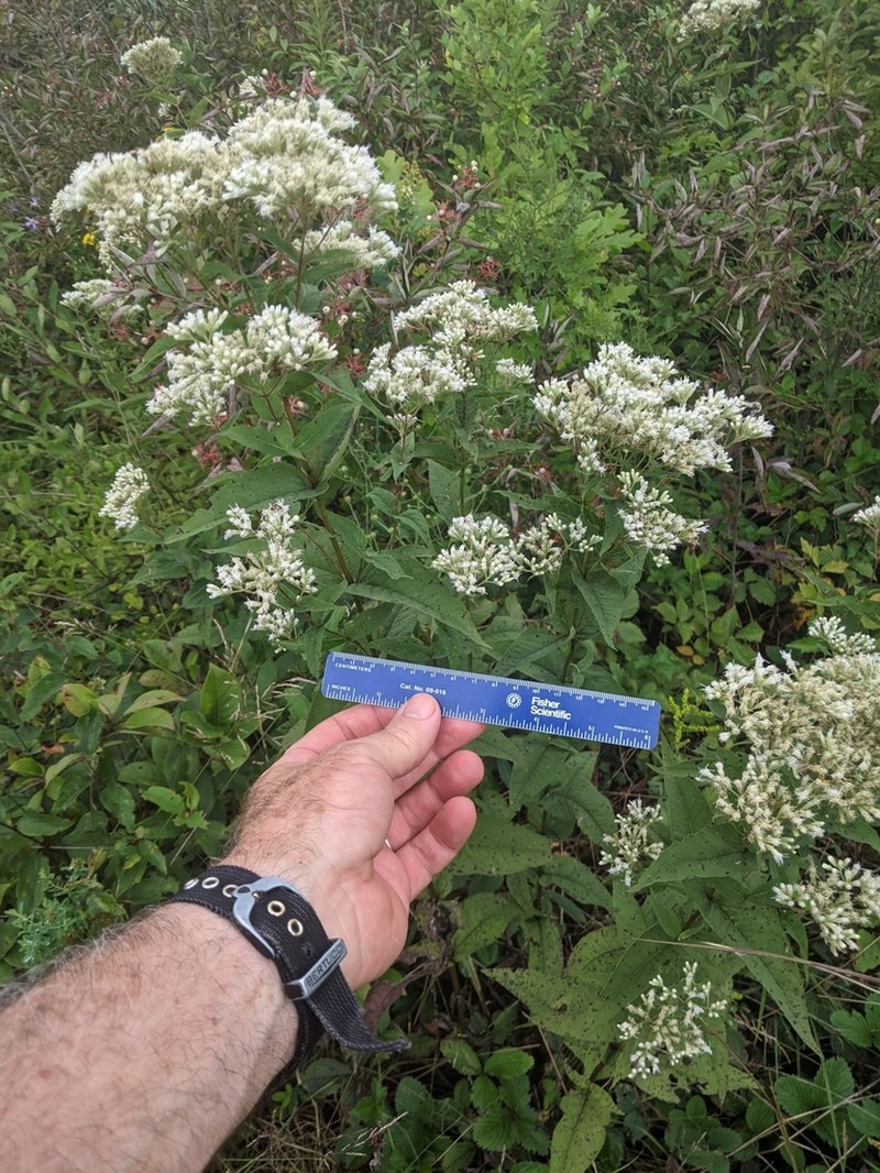 Upland Boneset photo 6