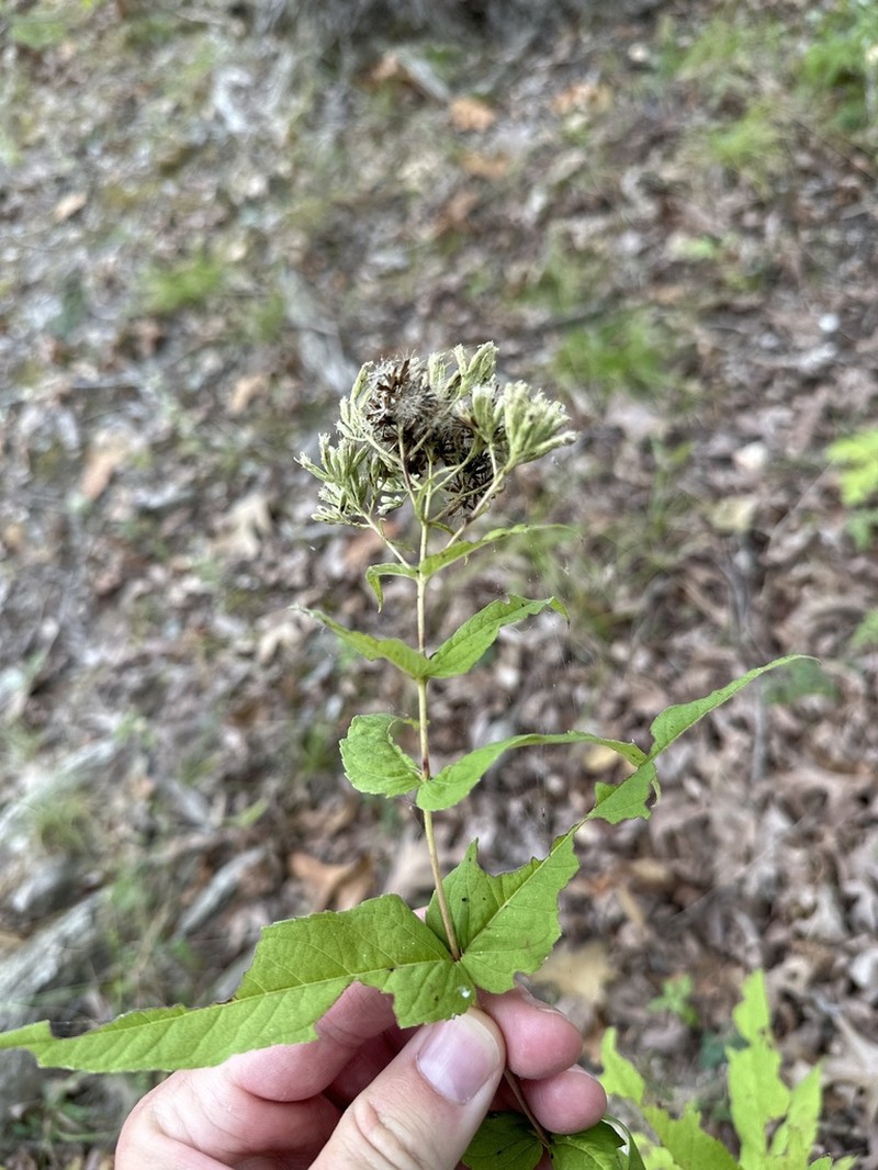 Upland Boneset photo 7