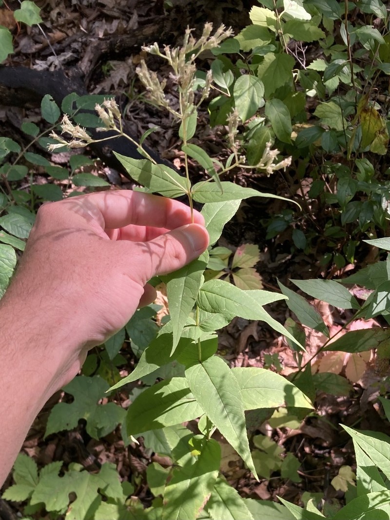 Upland Boneset photo 8