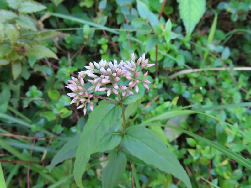 Eupatorium shimadae photo 2