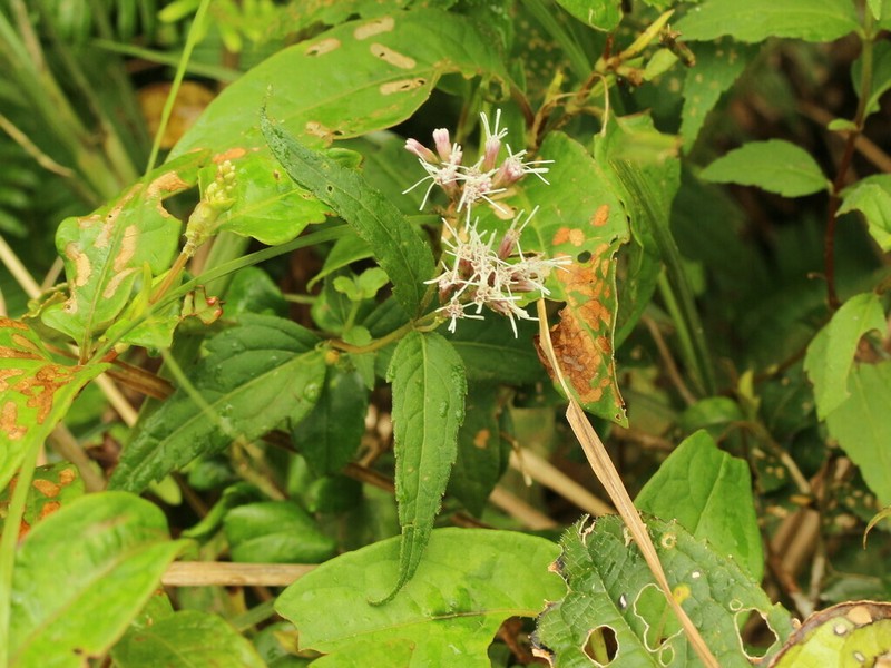 Eupatorium shimadae photo 3