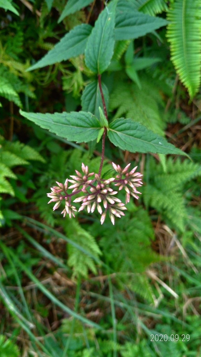 Eupatorium shimadae photo 4