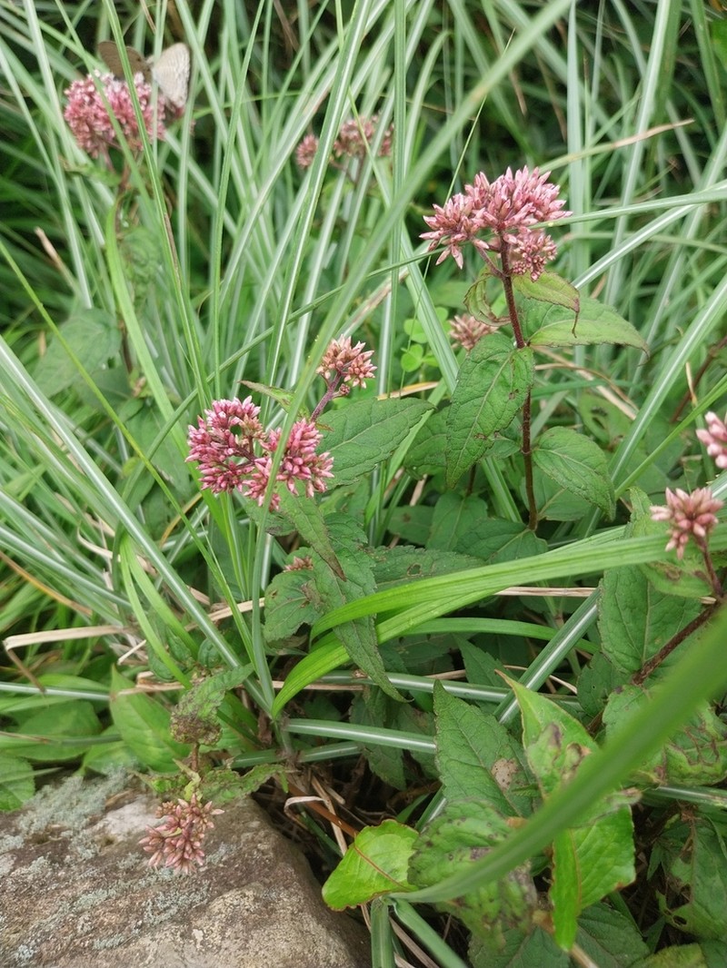 Eupatorium shimadae photo 5