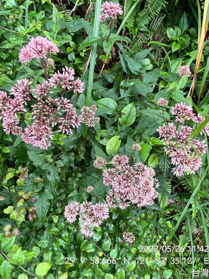 Eupatorium shimadae photo 6