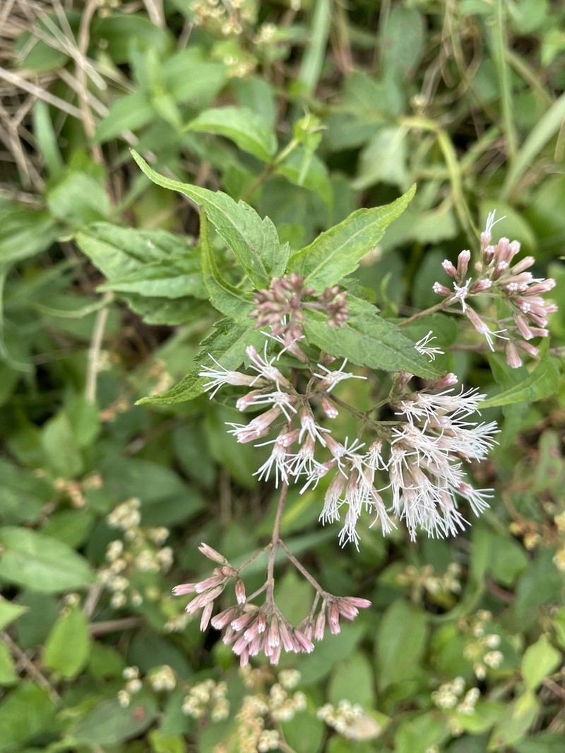Eupatorium shimadae photo 7