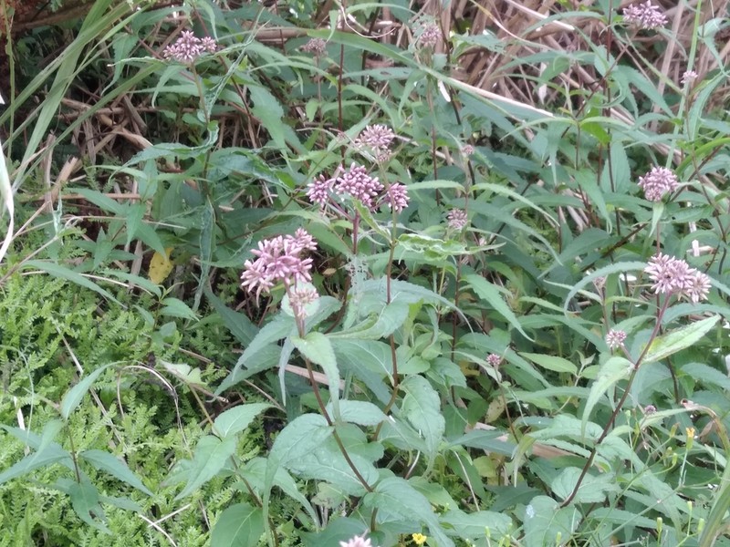 Eupatorium shimadae photo 8