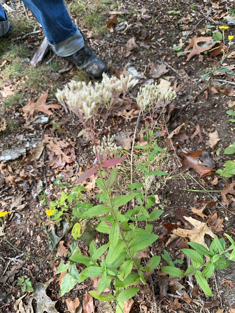 Eupatorium subvenosum