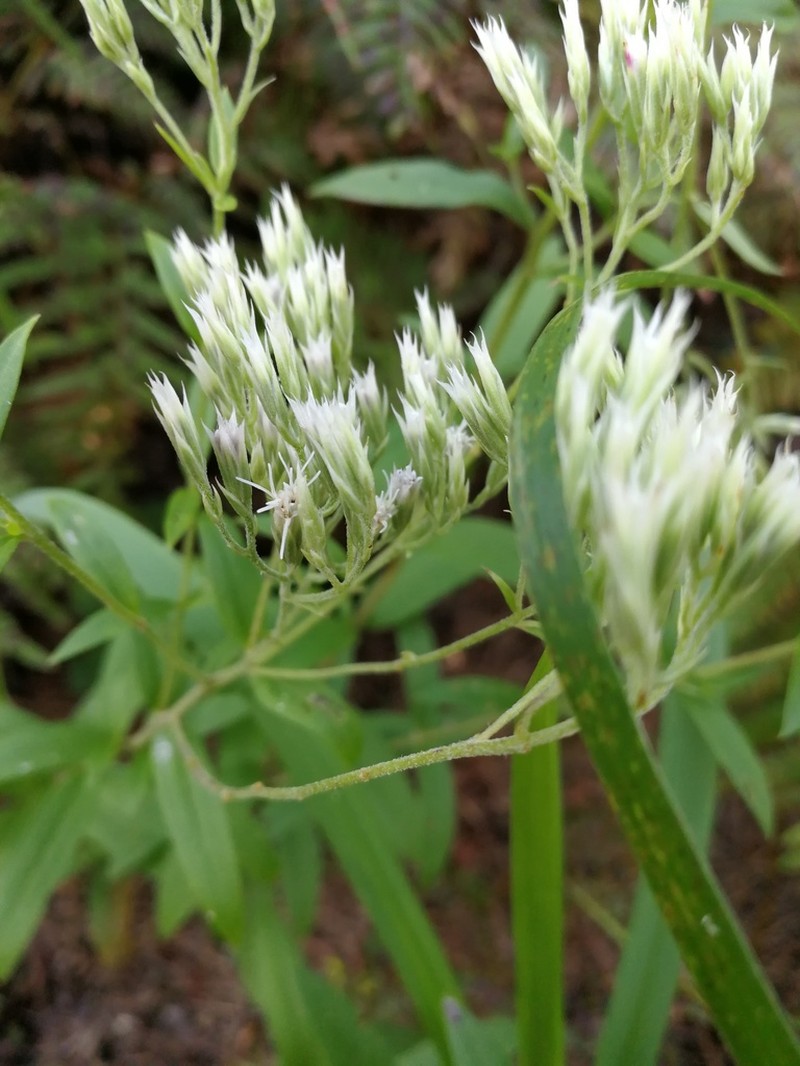 Eupatorium subvenosum photo 2