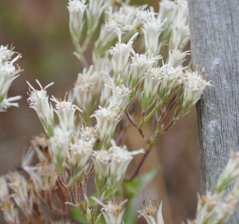 Eupatorium subvenosum photo 3