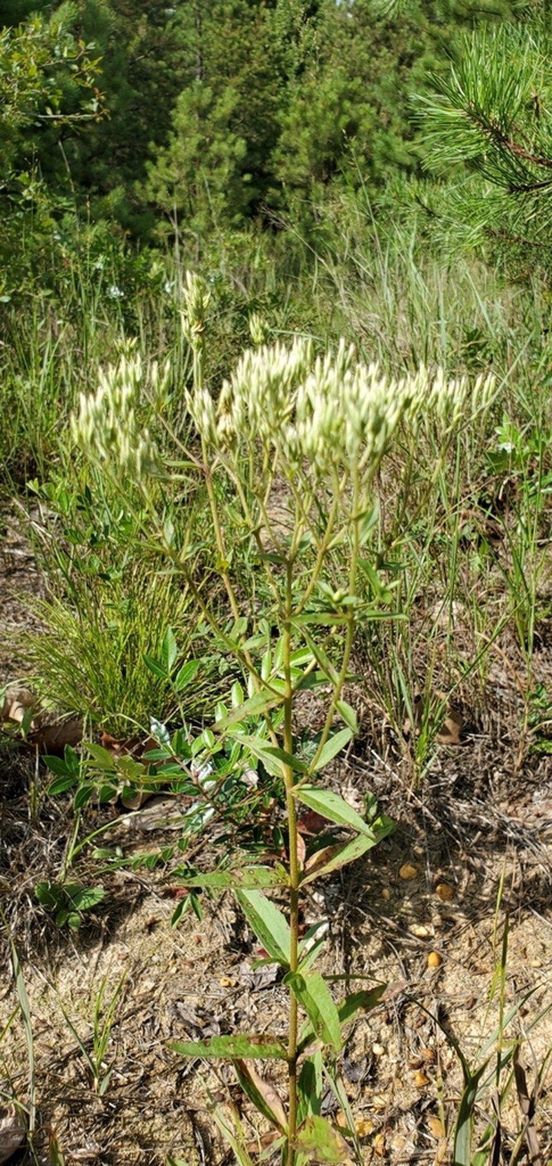 Eupatorium subvenosum photo 4