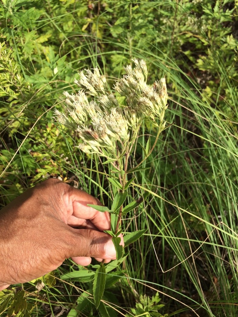 Eupatorium subvenosum photo 5