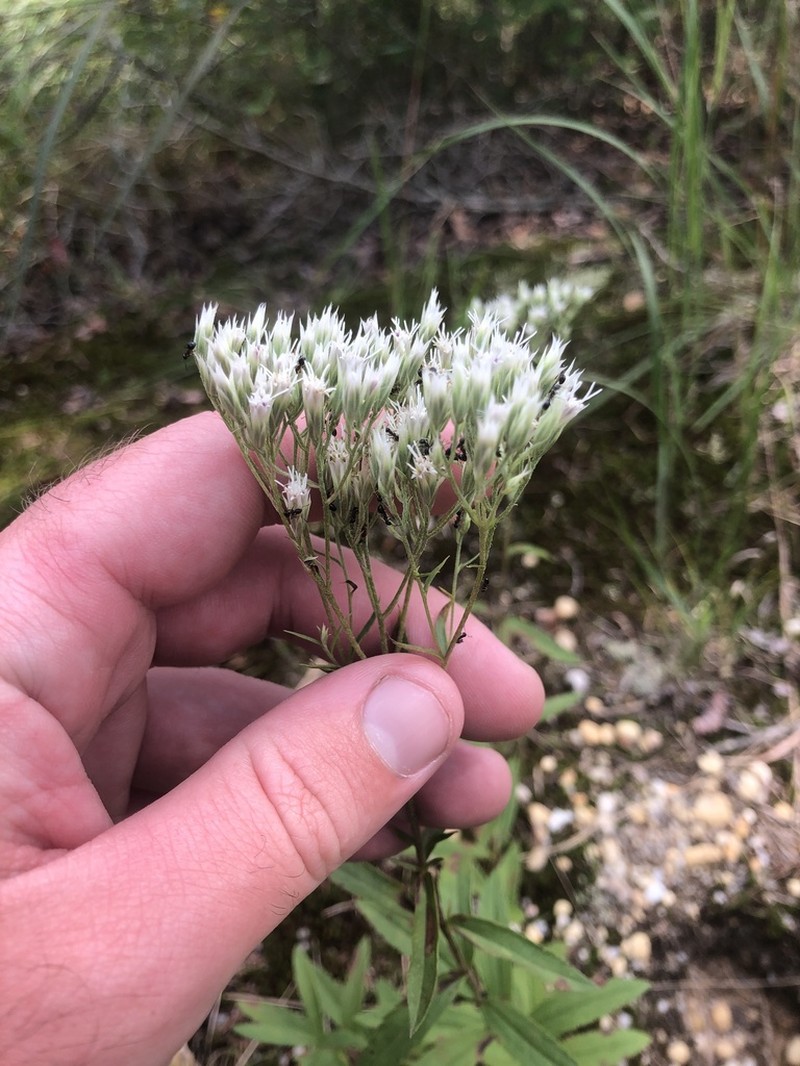 Eupatorium subvenosum photo 6