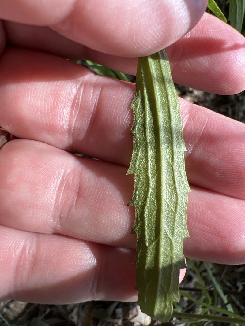 Eupatorium subvenosum photo 7