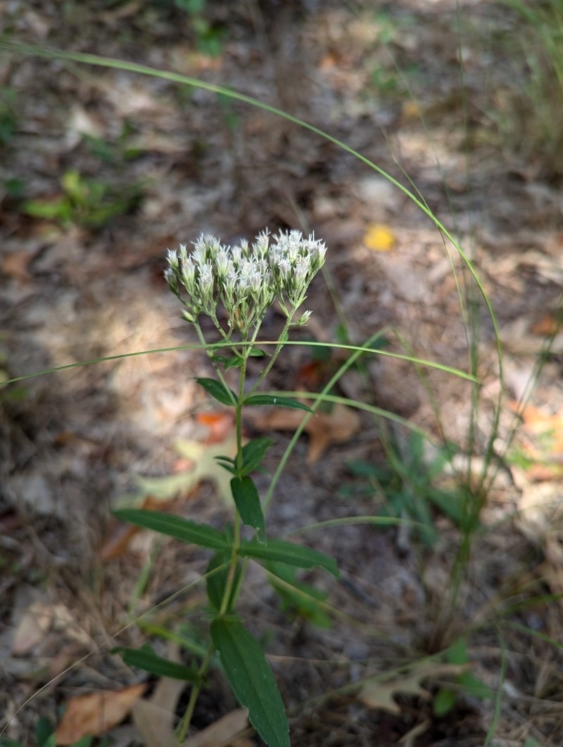 Eupatorium subvenosum photo 8