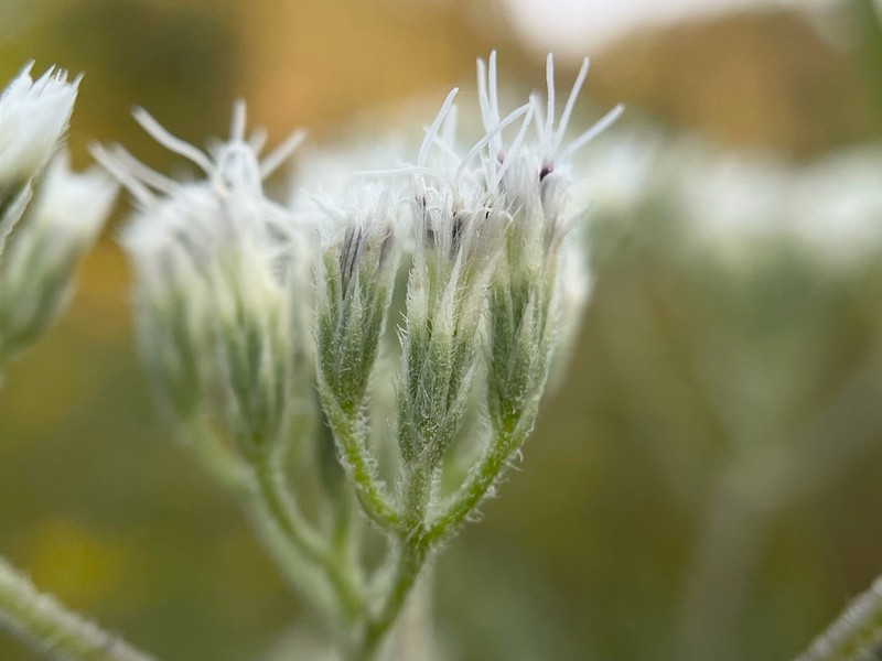 Eupatorium sullivaniae