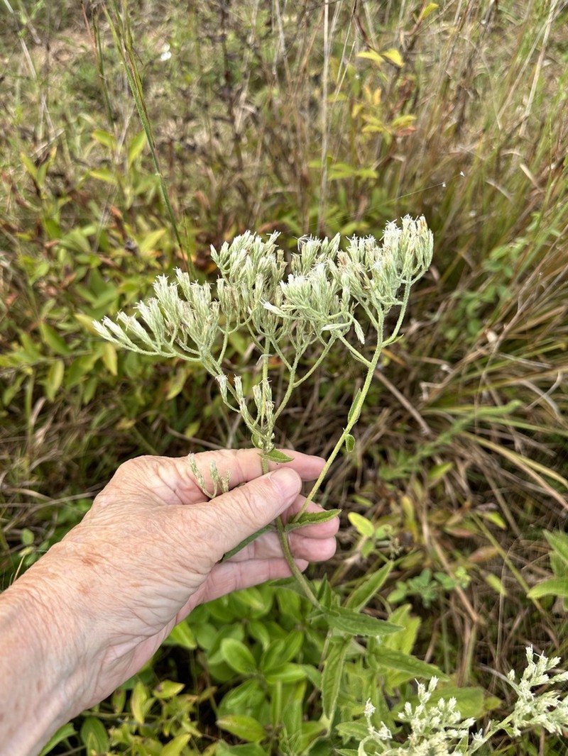 Eupatorium sullivaniae photo 2