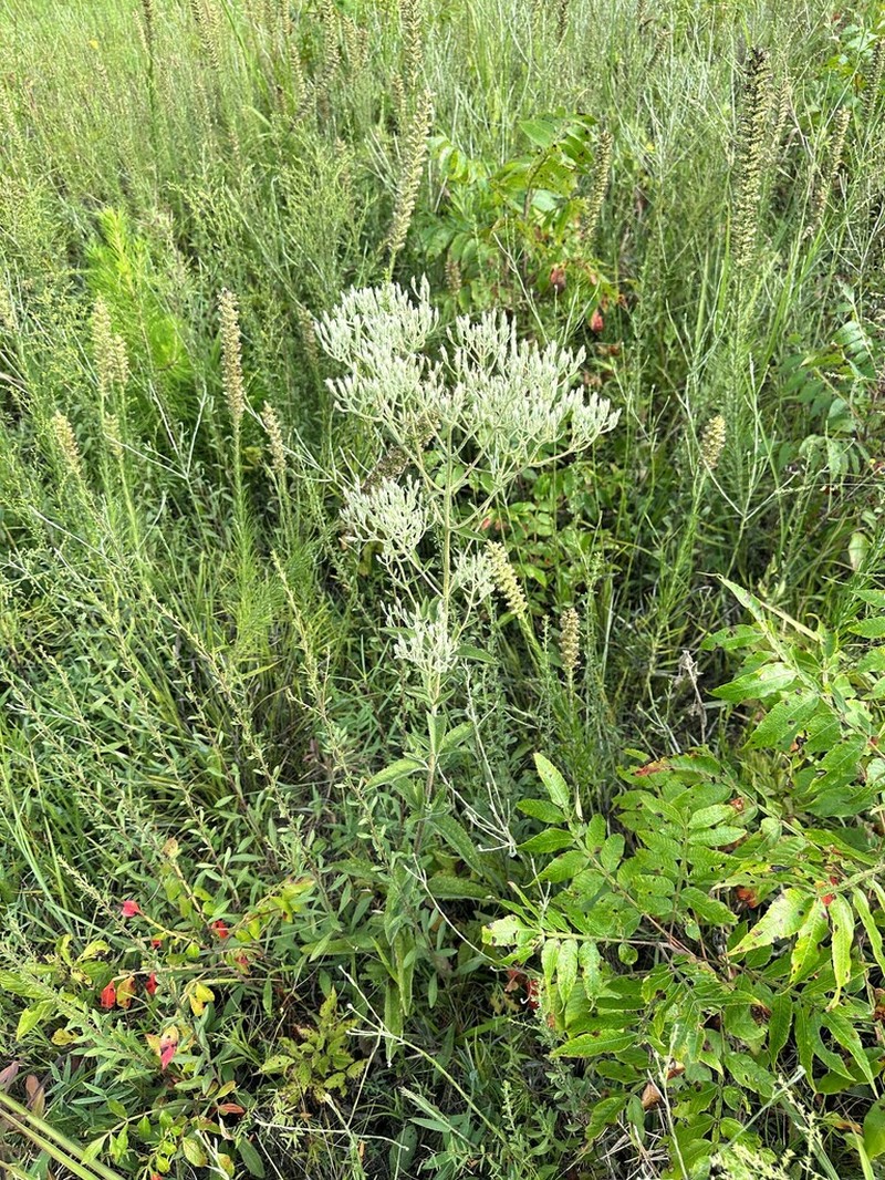 Eupatorium sullivaniae photo 3