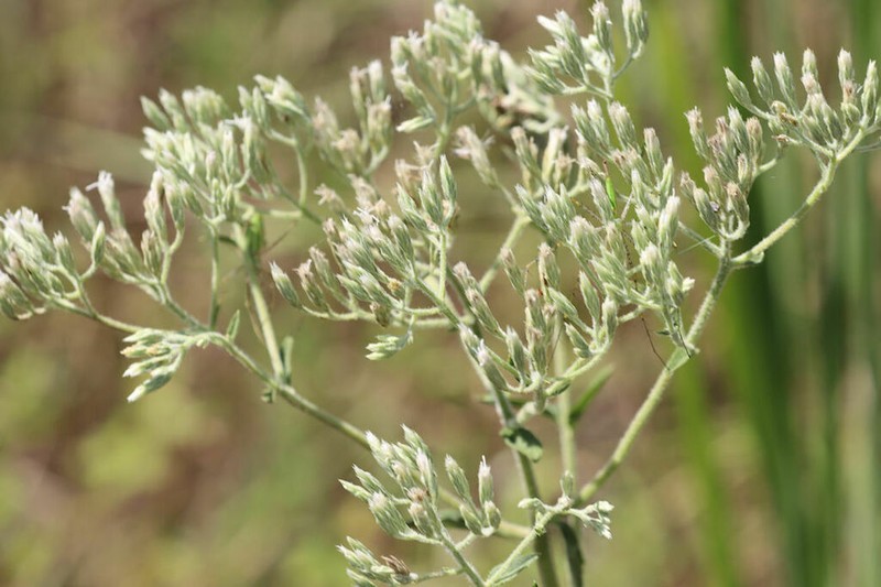 Eupatorium sullivaniae photo 4