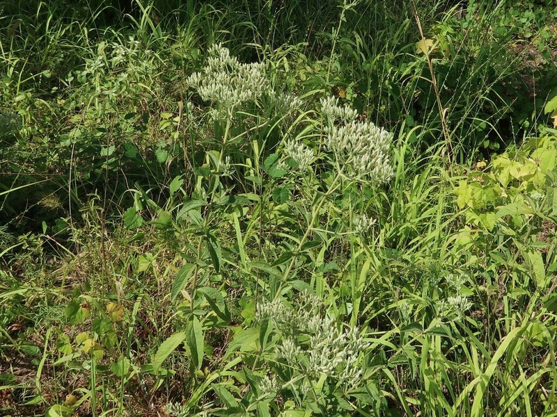 Eupatorium sullivaniae photo 5