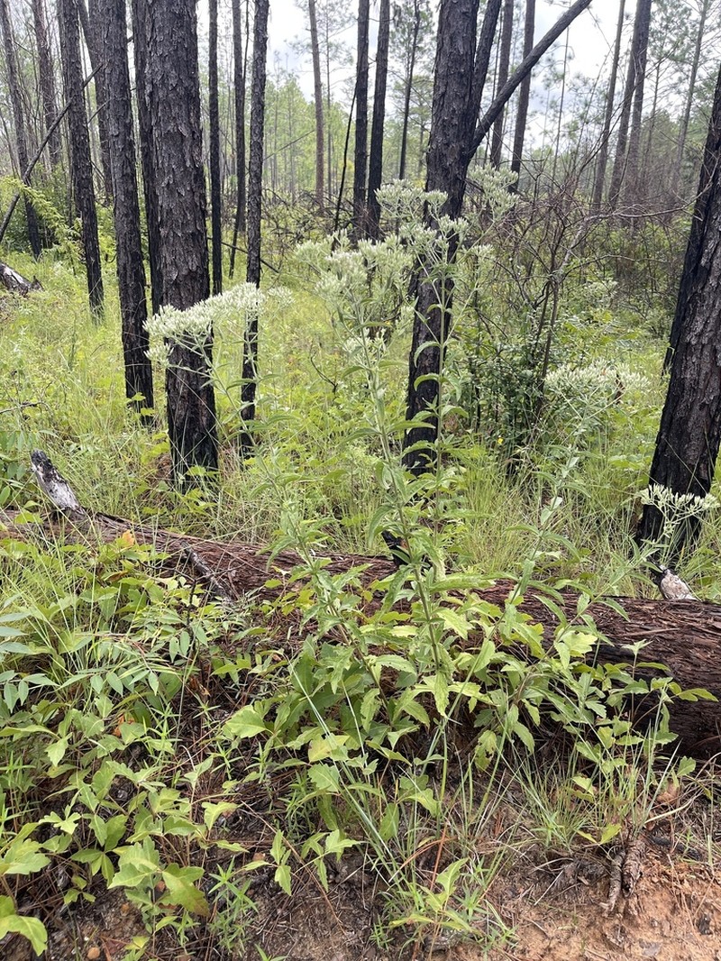 Eupatorium sullivaniae photo 6