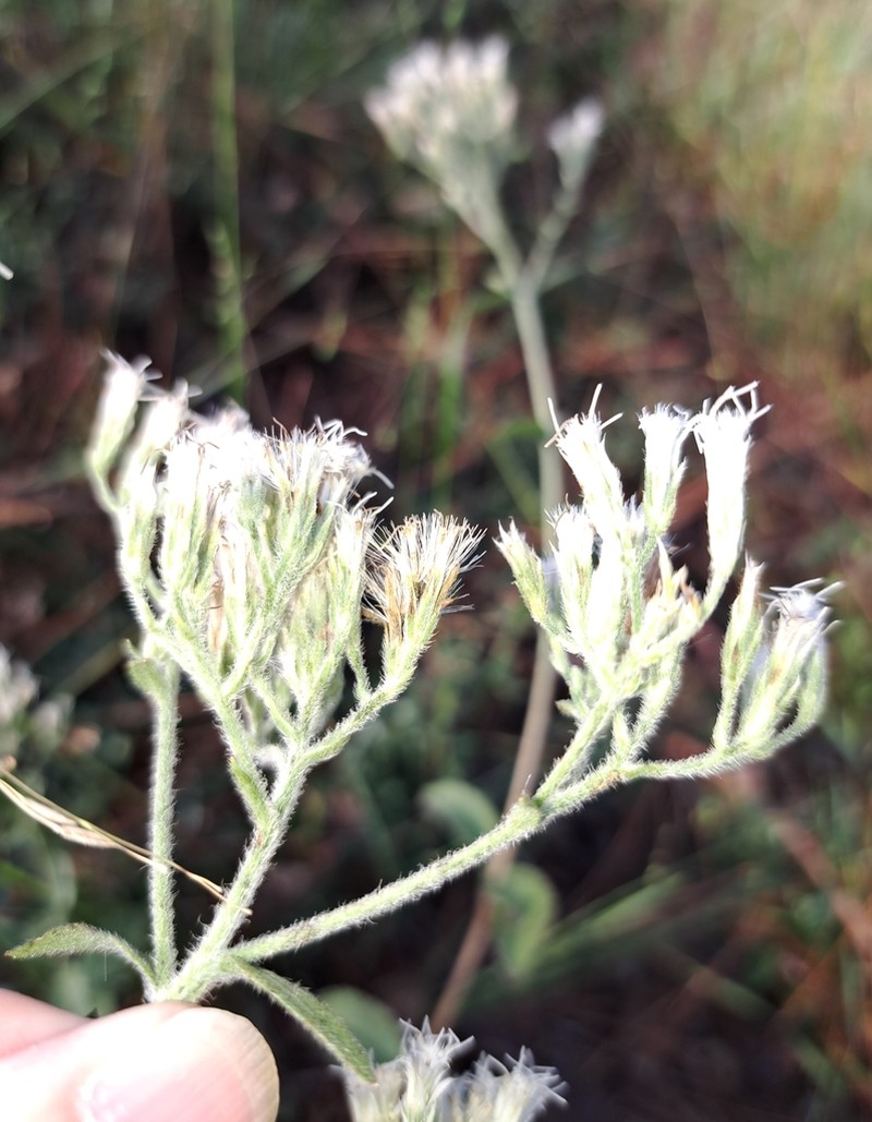Eupatorium sullivaniae photo 7