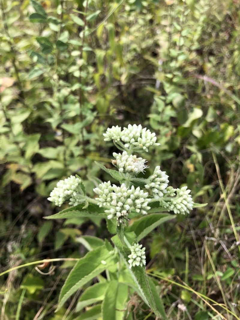 Eupatorium sullivaniae photo 8