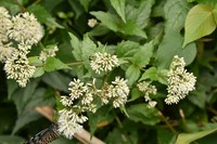 Eupatorium tashiroi