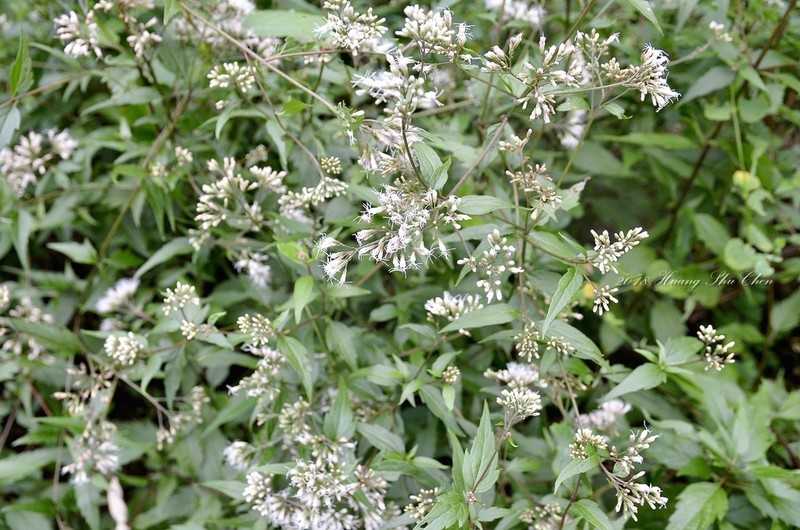 Eupatorium tashiroi photo 2