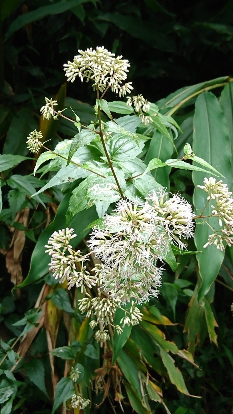 Eupatorium tashiroi photo 3