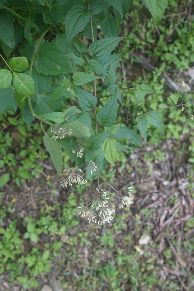 Eupatorium tashiroi photo 4