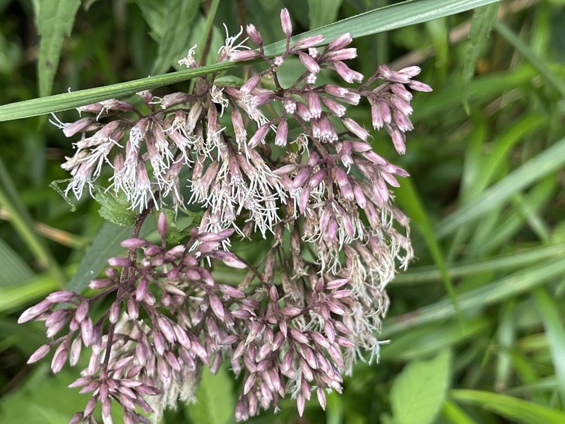 Eupatorium tashiroi photo 6