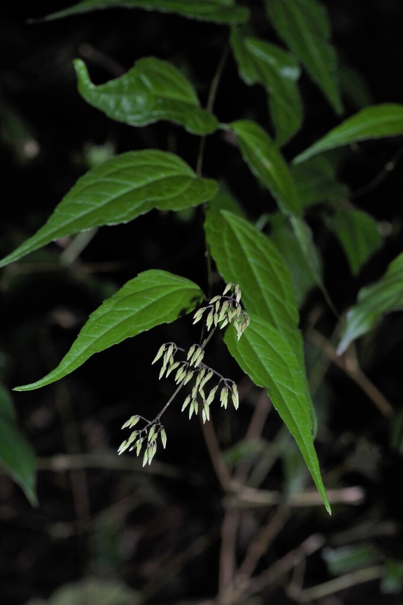 Eupatorium tashiroi photo 7