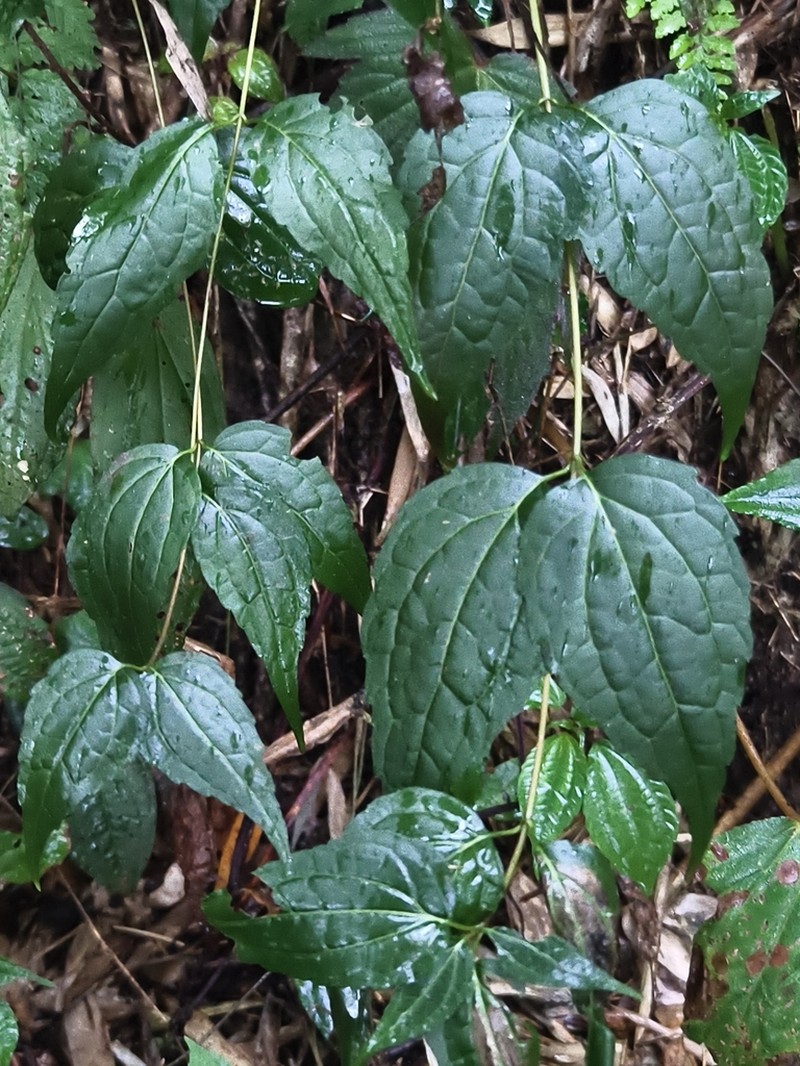 Eupatorium tashiroi photo 8