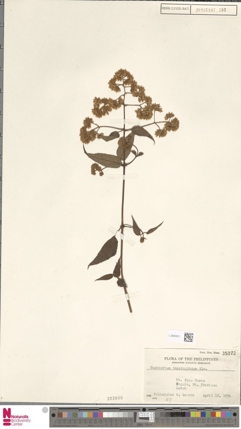 Eupatorium toppingianum