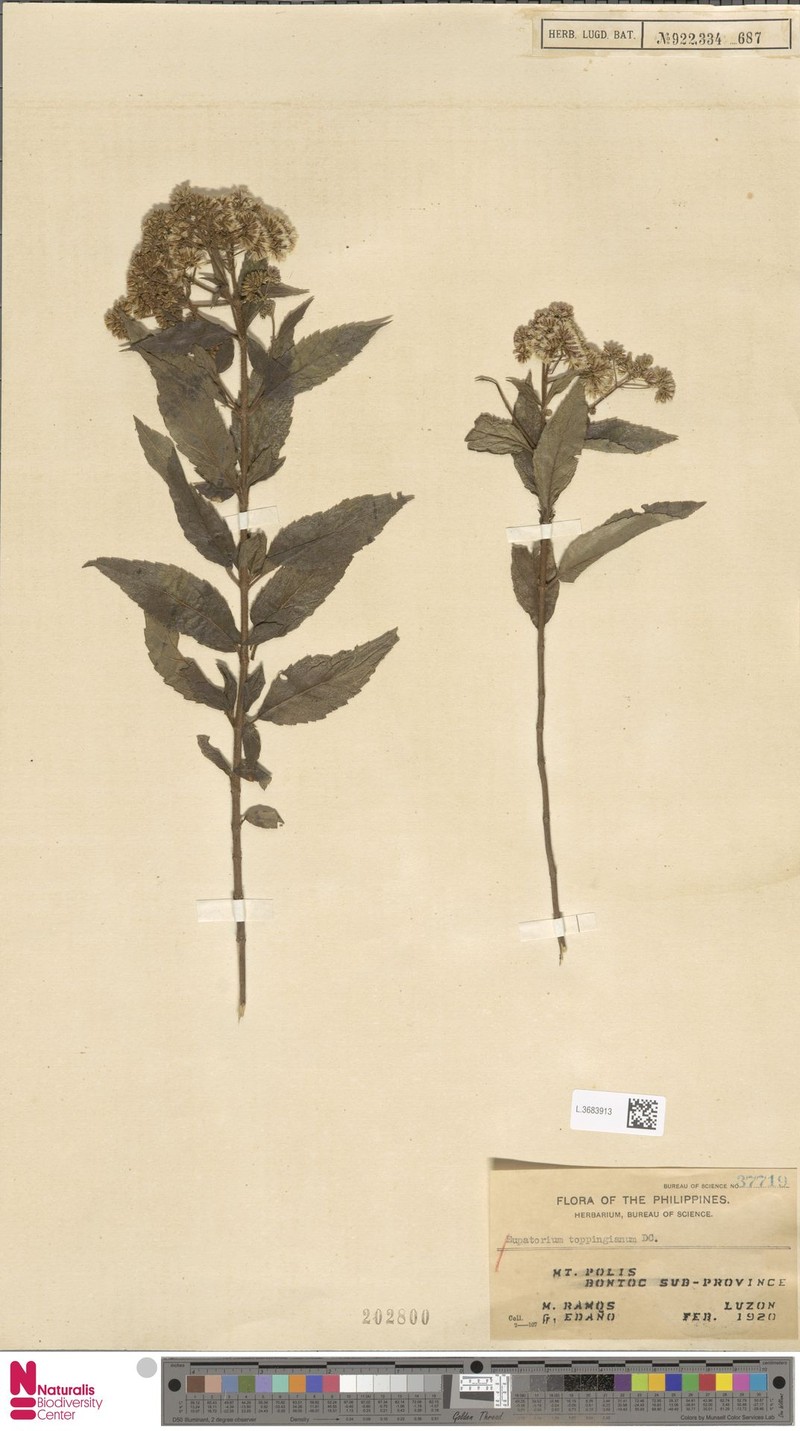 Eupatorium toppingianum photo 2
