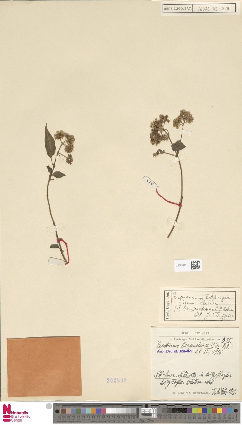 Eupatorium toppingianum photo 3