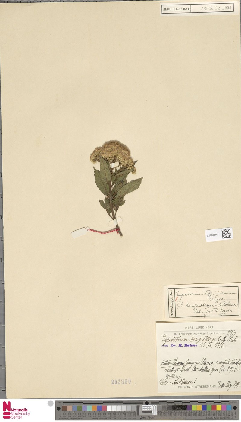 Eupatorium toppingianum photo 4
