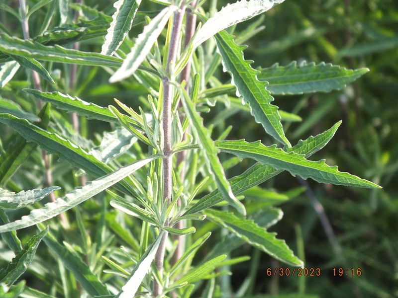 Eupatorium torreyanum